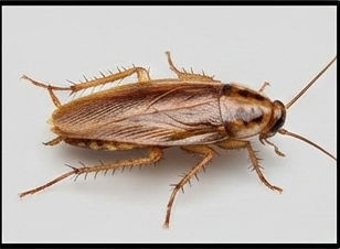 مكافحة الصراصير نهائيًا بمبيدات آمنة