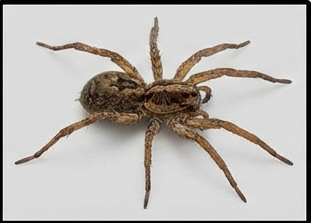 مكافحة العناكب داخل المنازل