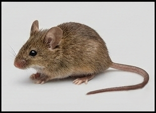 مكافحة الفئران والقوارض نهائيًا