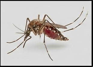 مكافحة الناموس والبعوض نهائيًا